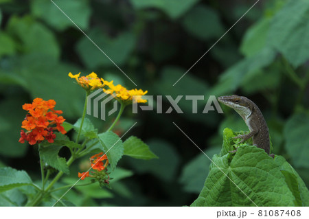 Green Anole Lizard Anolis carolinensis on Lantana Flower, Shallow DOF 81087408