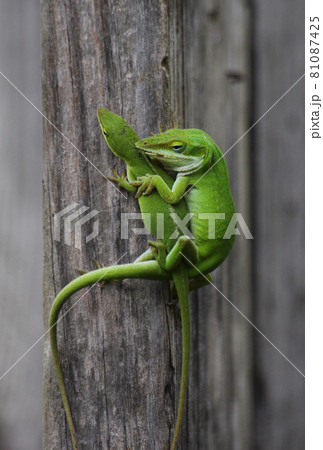Green Anole Lizards on Fence in Garden Green Anole Lizards on Fence in Garden 81087425