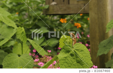 Green Anole Lizard Anolis carolinensis on Flower Leaf in Eastern Texas 81087460
