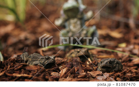 Texas Toads - Anaxyrus speciosus - With Statue of Frog King in Background Texas Toads - Anaxyrus speciosus - With Statue of Frog King in Background 81087470