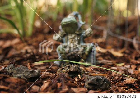 Texas Toads - Anaxyrus speciosus - With Statue of Frog King in Background 81087471
