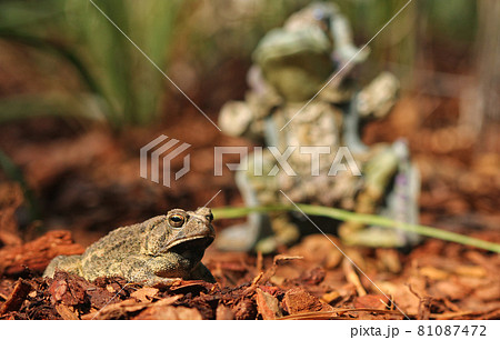 Texas Toads - Anaxyrus speciosus - With Statue of Frog King in Background Texas Toads - Anaxyrus speciosus - With Statue of Frog King in Background 81087472