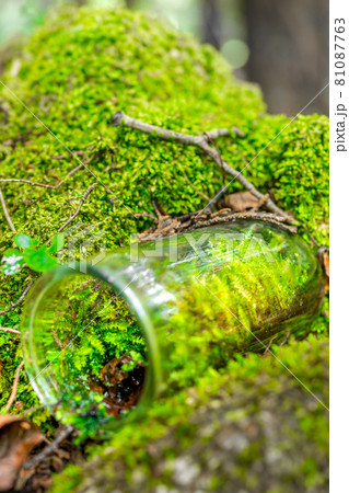 登山で見つけた、天然苔（コケ）のインテリア、コケリウム 81087763