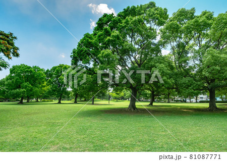 東京都江戸川区の篠崎公園と江戸川緑地一帯 81087771