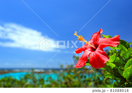 沖縄の青い海と青い空と真っ赤なハイビスカス の写真素材