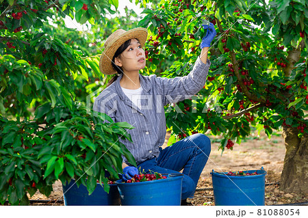 Asian girl is harvesing cherries Asian girl is harvesing cherries 81088054