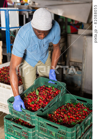 African worker at cherry warehouse African worker at cherry warehouse 81088055