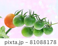 トマト 81088178