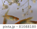 メダカ 81088180