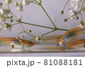 メダカ 81088181