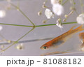 メダカ 81088182