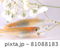 メダカ 81088183