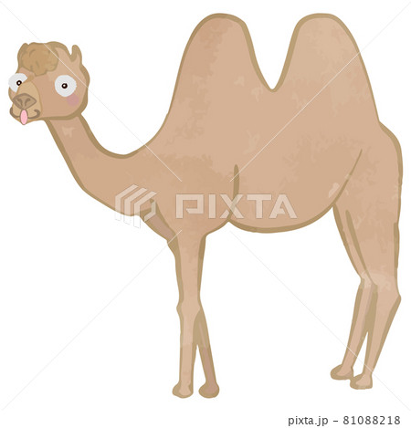 驚いているかわいいラクダのイラストのイラスト素材