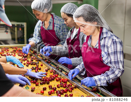 International women sorting cherries 81088246
