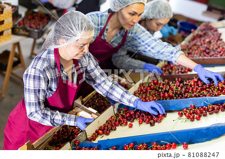 Women sorting cherry 81088247