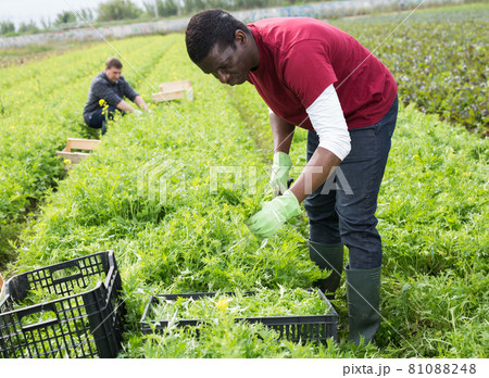 Worker peeling and collects green mizuna in a box Worker peeling and collects green mizuna in a box 81088248