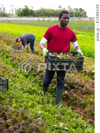 African american man carrying box with gathered red mizuna African american man carrying box with gathered red mizuna 81088249
