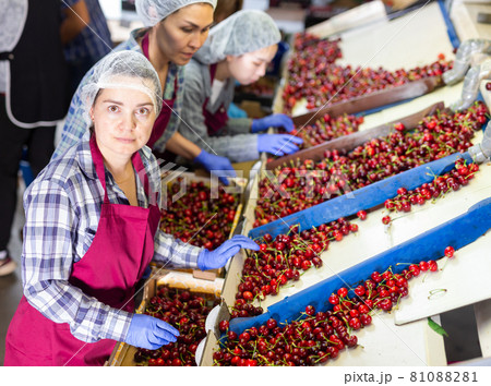 Women are sorting cherries 81088281