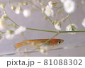 メダカ 81088302