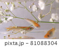 メダカ 81088304