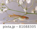 メダカ 81088305