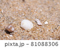 海に落ちている貝殻 81088306