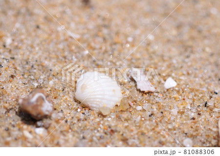 海に落ちている貝殻 海に落ちている貝殻 81088306