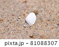 海に落ちている貝殻 81088307