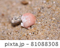 海に落ちている貝殻 81088308