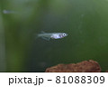 メダカの針子 81088309