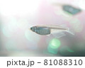 メダカ 81088310