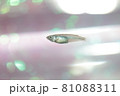 メダカ 81088311