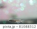 メダカ 81088312
