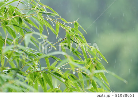 笹の葉に降る雨　梅雨のイメージ 81088651
