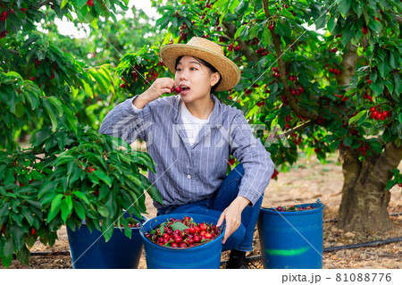 Farmer girl picking cherries Farmer girl picking cherries 81088776
