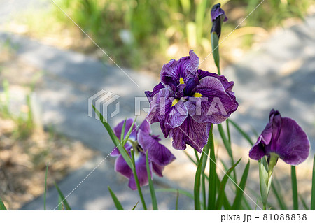 三重県亀山市　亀山公園しょうぶ園の紫の花しょうぶ 81088838
