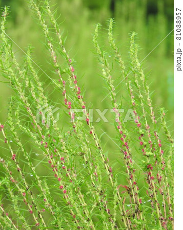 コキア(薄緑色の小花が咲く頃:赤いのは飛び出した雄しべ) コキア(薄緑色の小花が咲く頃:赤いのは飛び出した雄しべ) 81088957