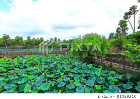 花 蓮 池 81089210