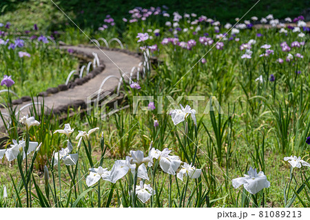 三重県亀山市　亀山公園しょうぶ園の白い花しょうぶ 81089213
