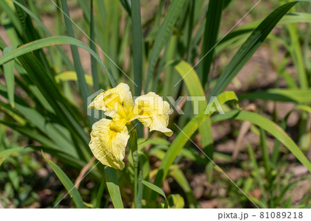 三重県亀山市　亀山公園しょうぶ園の黄色の黄しょうぶ 81089218