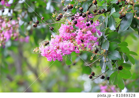 紫色のサルスベリ 花と実 紫色のサルスベリ 花と実 81089328