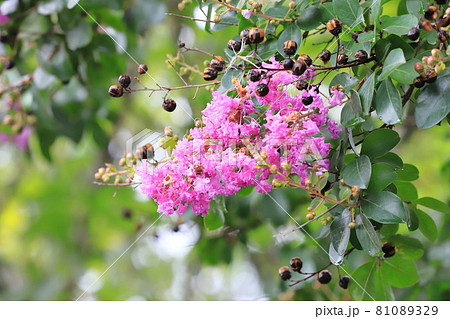 紫色のサルスベリ 花と実 紫色のサルスベリ 花と実 81089329