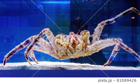 Kamchatka crab in the aquarium of the fish Department of the market. Delicacies from the sea. Red Alaskan king crab. Paralithodes Camtschaticus Kamchatka crab in the aquarium of the fish Department of the market. Delicacies from the sea. Red Alaskan king crab. Paralithodes Camtschaticus 81089426