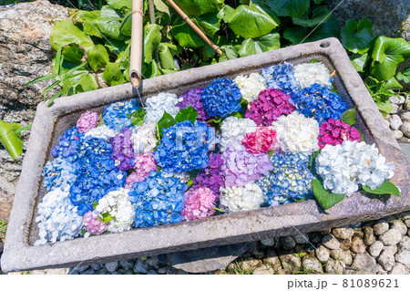 三重県津市 かざはやの里の紫陽花の花手水 三重県津市 かざはやの里の紫陽花の花手水 81089621