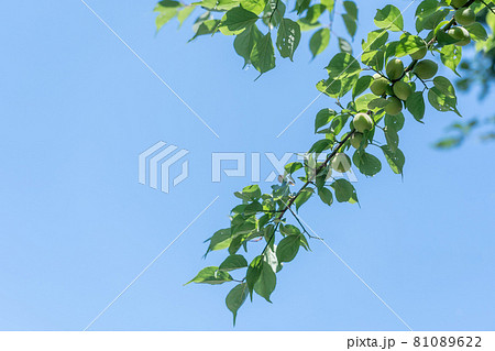 三重県津市　かざはやの里の梅の実と枝 81089622