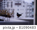 鳥　小鳥　都会　迷い鳥　青い鳥　寂しげ　寂しい 81090483