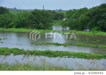 長雨で増水した河川　渡良瀬遊水地を流れる渡良瀬川 81090493