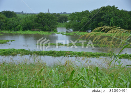 長雨で増水した河川　渡良瀬遊水地を流れる渡良瀬川 81090494