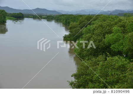 長雨で増水した河川　渡良瀬遊水地を流れる渡良瀬川 81090496