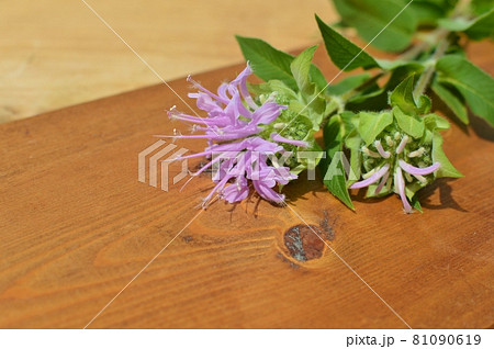 ピンク色のモナルダの花 ピンク色のモナルダの花 81090619